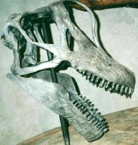 felch-quarry-brachiosaur-skull