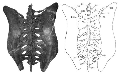 Holmes (2104:fig 12A). Synsacrum and pelvis of Chasmosaurus belli (ROM 843) in dorsal view.