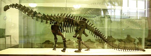 AMNH 460 skeleton model