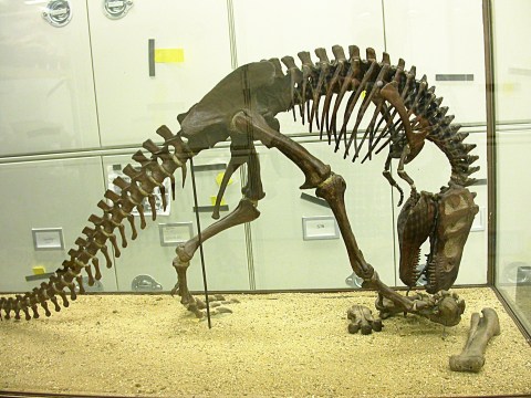 AMNH T rex skeleton model