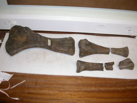 Left forelimb material of