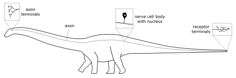 wedel-rln-fig2
