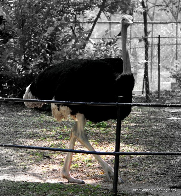 Miss long legs !