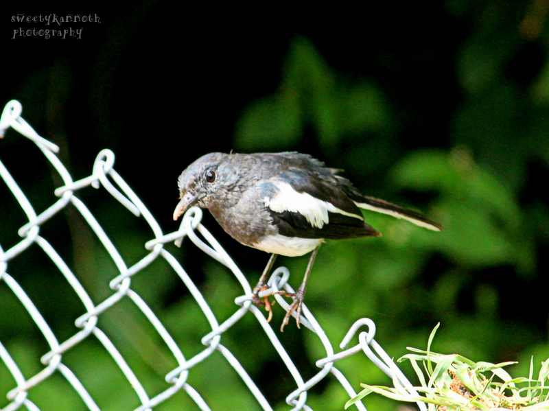 Ultramarine Flycatcher
