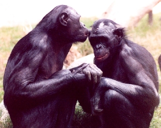bonobo.jpg
