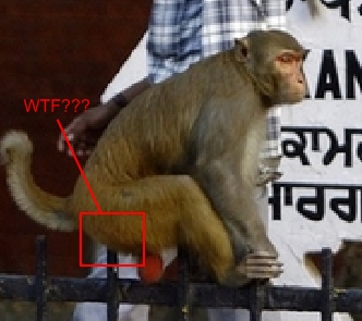 monkey_butt.jpg