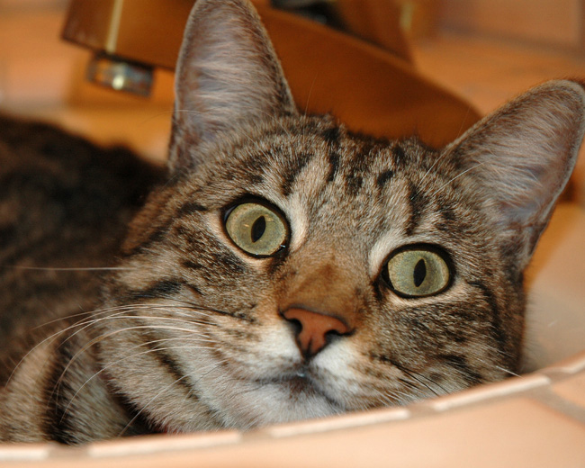 Annie in the Sink Kittens