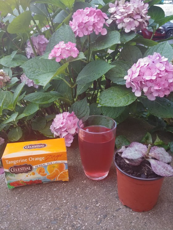 CelestialSeasoningsTangerineOrangeIcedTea