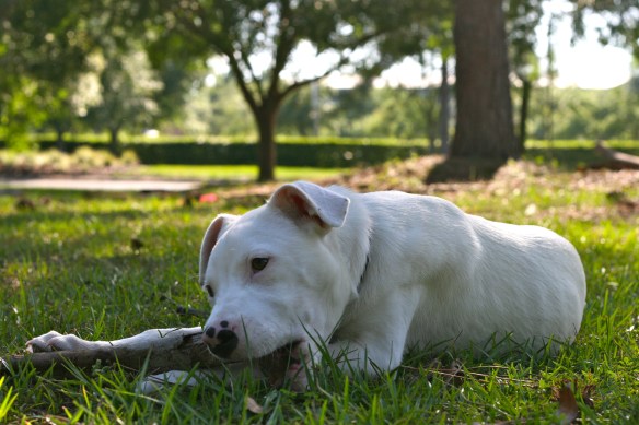 Former Foster Puppy