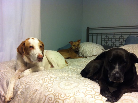 Buddy, Tag, and Maggie