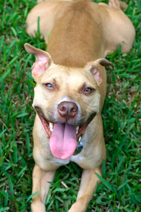 Pit Bull