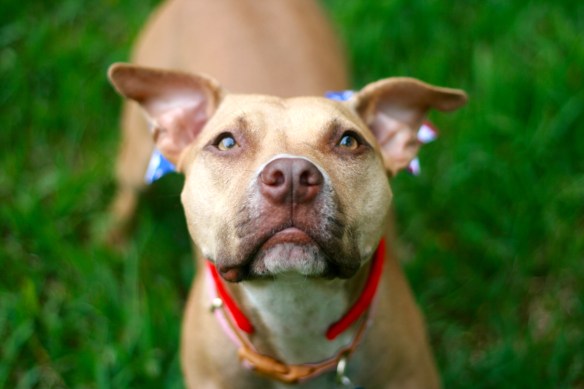 Cute Pit Bull
