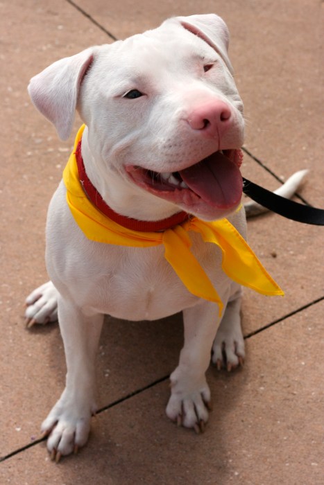 Deaf Puppy
