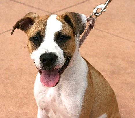 Pit Bull puppy