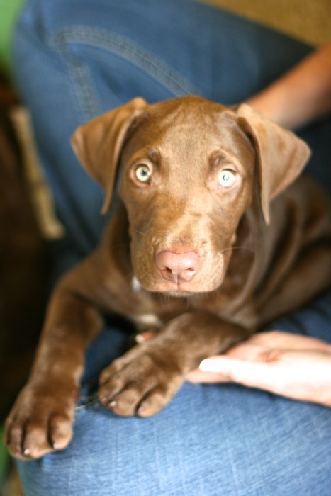 Chocolate Lab Puppy