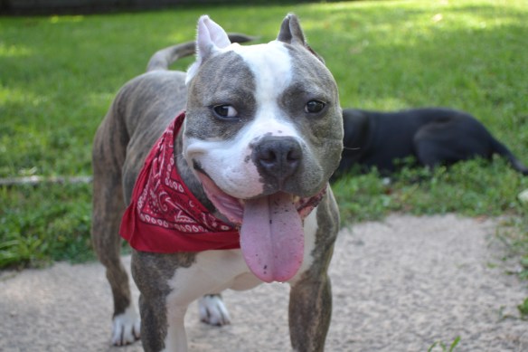 Big Pit Bull