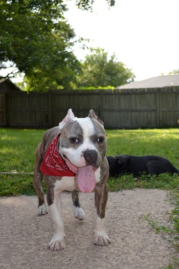 Handsome Dog