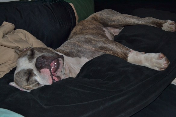 Sleeping Pit Bull