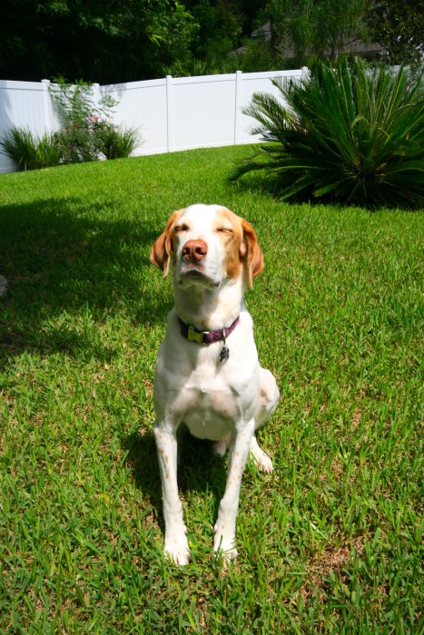 Happy Mutt