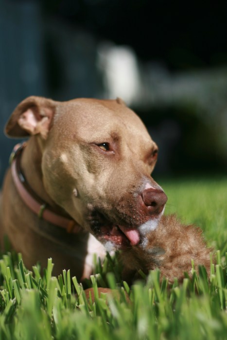 Pit Bull