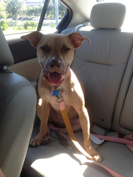 Pit Bull