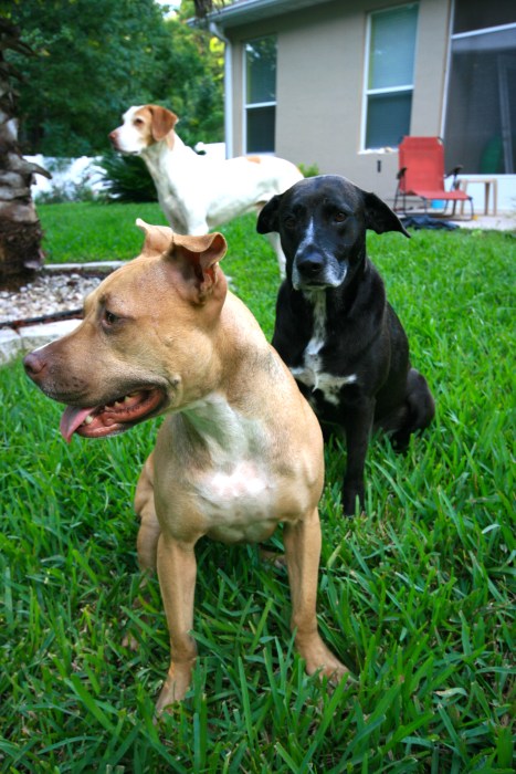 Mutts