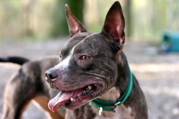 Gorgeous Pit Bull