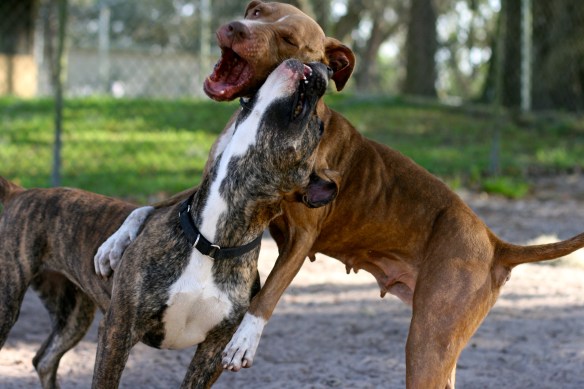 Pit Bulls Playing Pit Bulls Playing