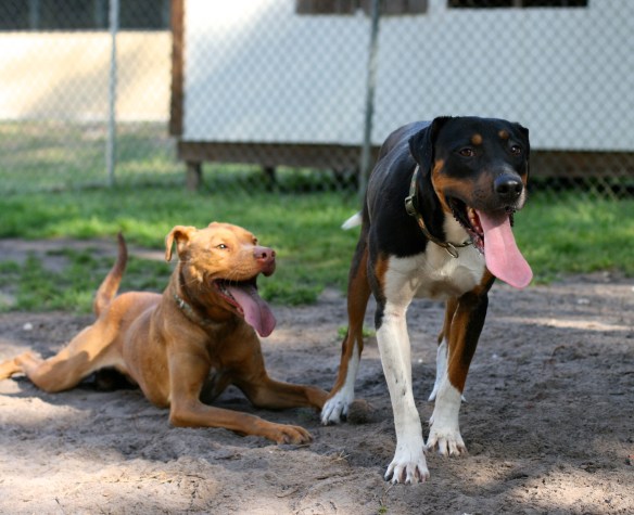 Adoptable Dogs Adoptable Dogs