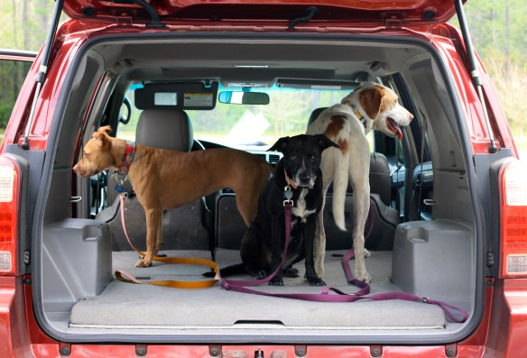 Dogs in a car