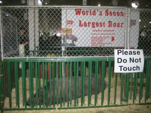 IMG_1995 IMG_1995