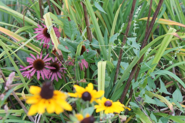 Fall Blooms.JPG