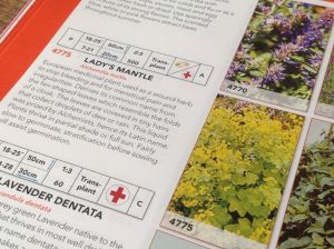 Alchemilla Molis