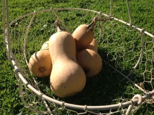 Basket butternut squash