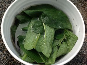 comfrey in water