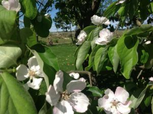 Quince Close up