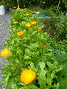 Row of Calendular