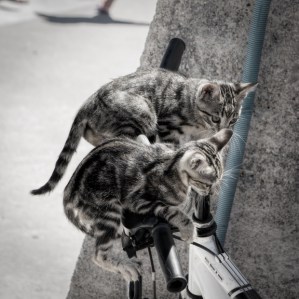 cats