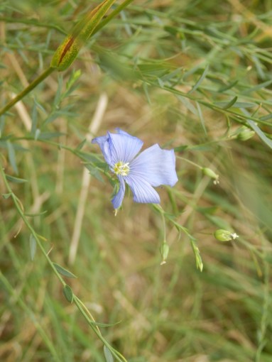 Blue Wild Flax Flower, no photo editing