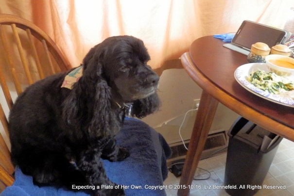 samantha sitting in my chair at the breakfast table, hoping that I will put down a plate for her also