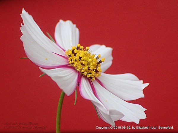 a flower in my garden