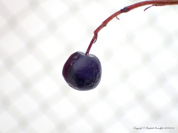 macro of cotoneaster fruit in front of the backyard gate