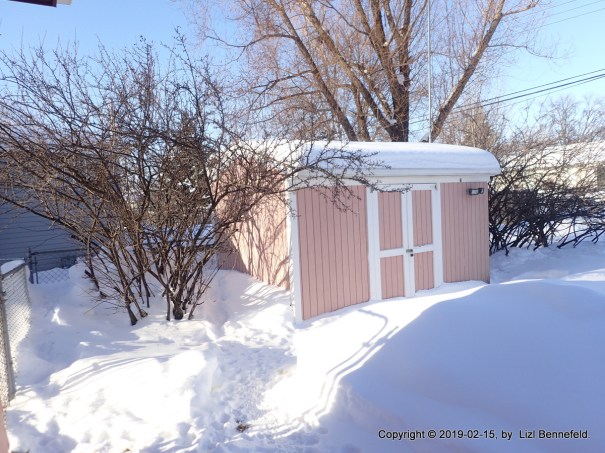 sunny day, 4°F, snow drifts, cotoneaster shrubs and snowdrifts