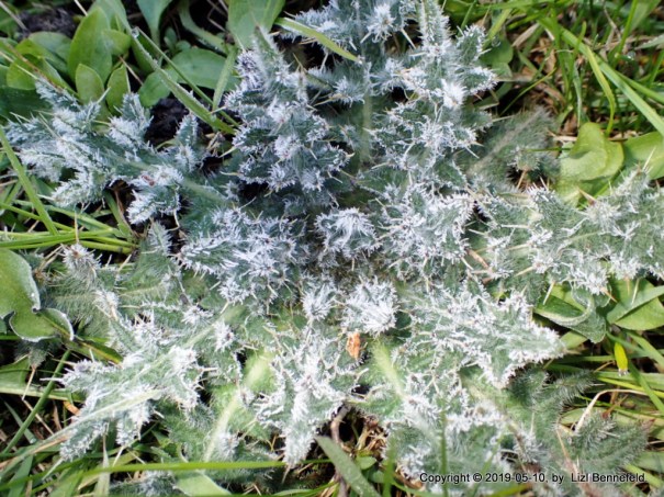 persistent thistles in the back yard, covered by morning's frost