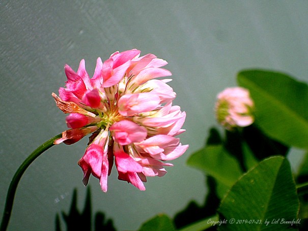 red clover against gray metal
