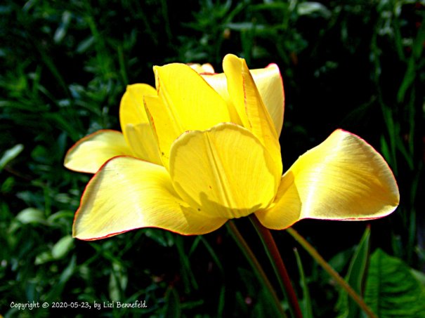 two yellow tulips together, color boosted