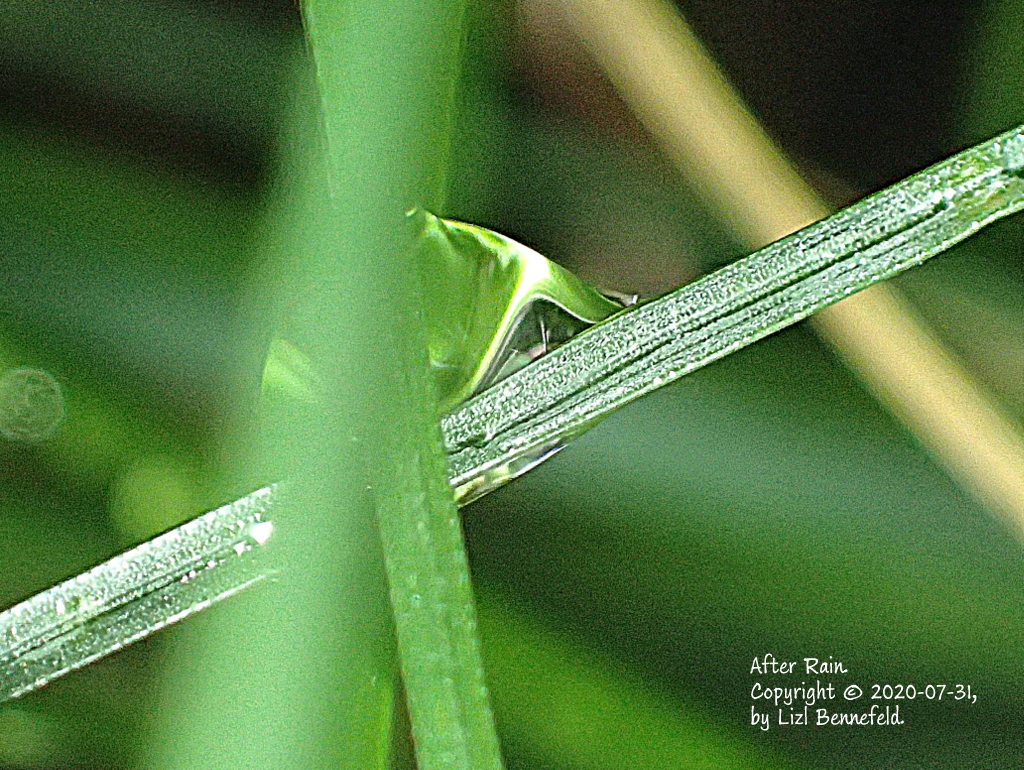 Copyright 2020-07-31, Liz Bennefeld