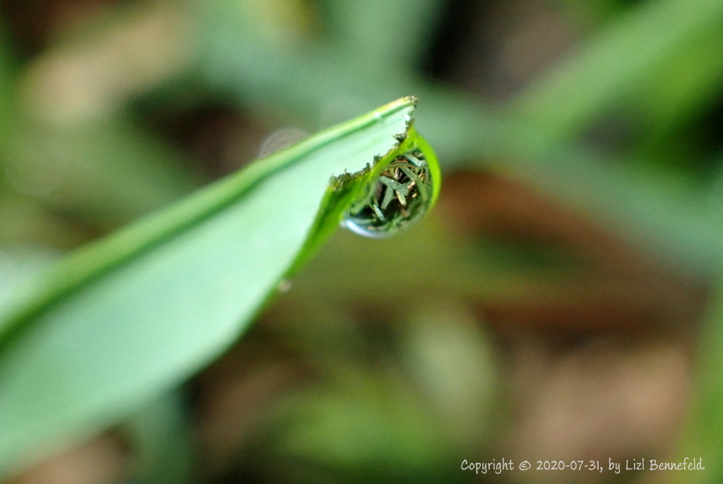 Copyright 2020-07-31 by Liz Bennefeld.