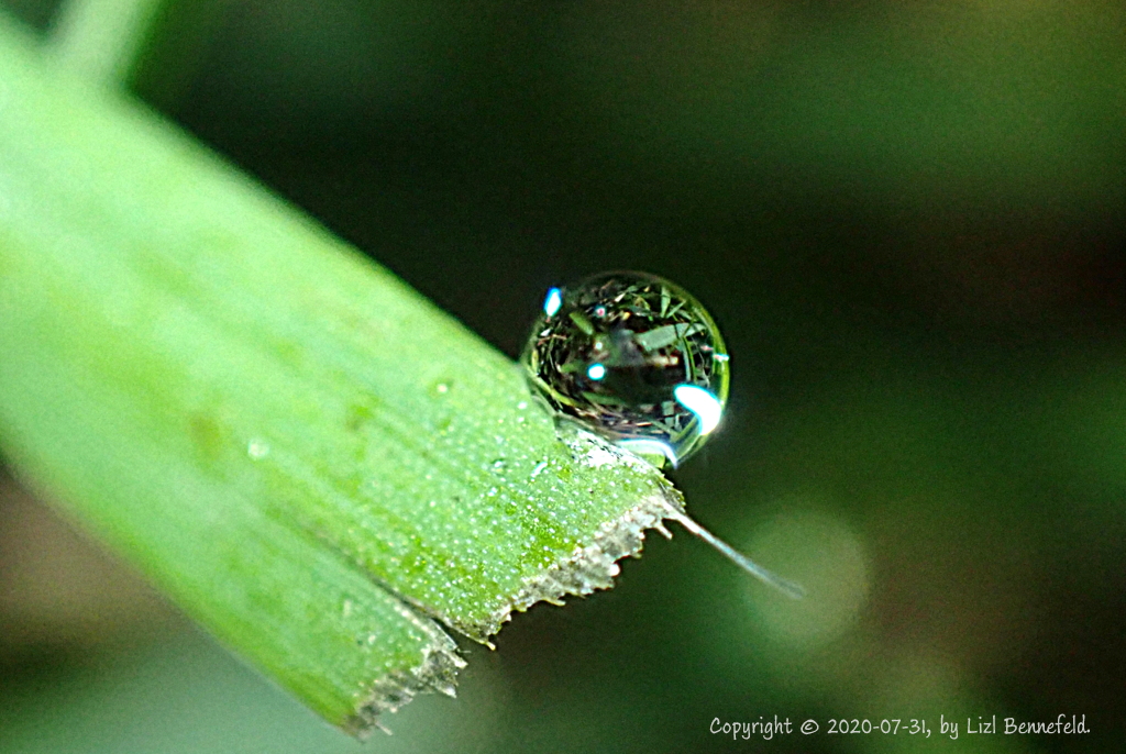 Copyright 2020-07-31 by Liz Bennefeld.