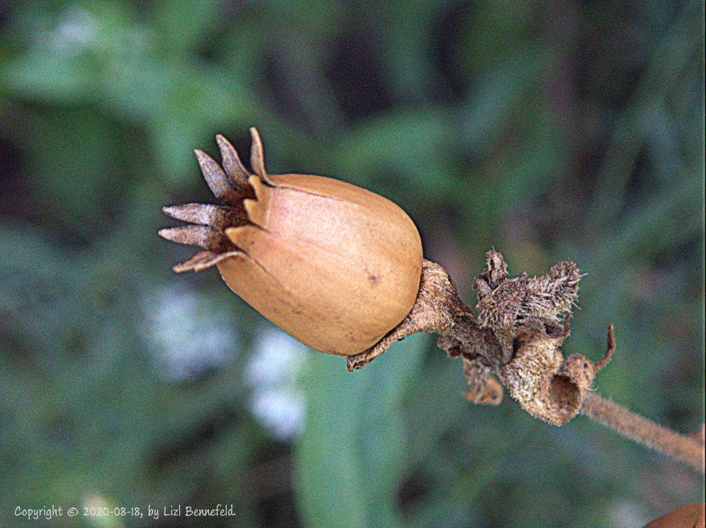empty flower seed pod